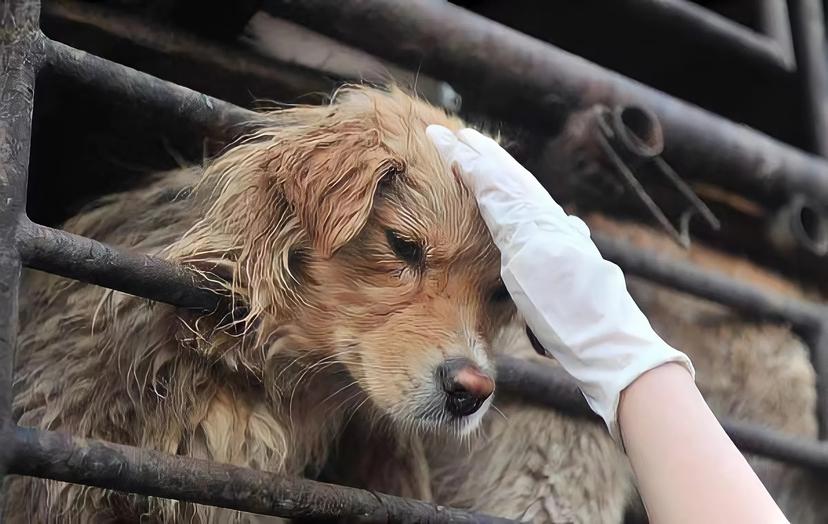 Philadelphia Eagles Saquon Barkley Saves 19 Dogs From Euthanasia in Viral Labor Day Rescue