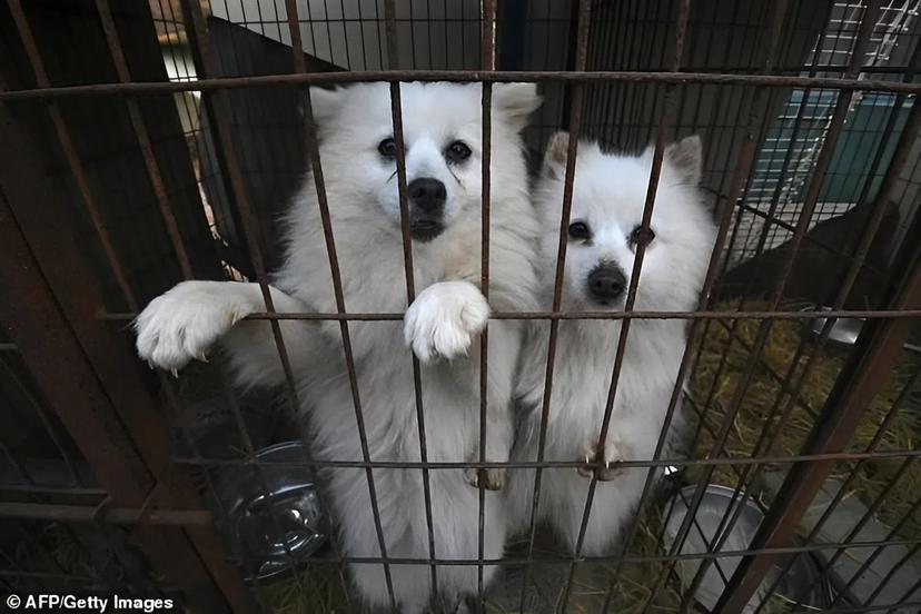 Dallas Cowboys CeeDee Lamb Saves 19 Dogs From Euthanasia in Viral Labor Day Rescue